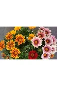 Muka Botanik 10 Adet Yellow Orange Gazania Tohumu thumbnail 3