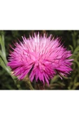 Muka Botanik 10 Adet Natural Centaurea Royal Pink Tohumu thumbnail 1