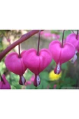 Muka Botanik 5 Adet Pink Bleeding Heart Tohumu thumbnail 5