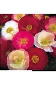 Muka Botanik 10 Adet Shirley Poppies Double Mixture Tohumu thumbnail 3