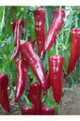 Muka Botanik Acı Kırmızı Kapya Biberi Tohumu Ekim Seti thumbnail 5
