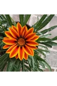 Muka Botanik 10 Adet Yellow Orange Gazania Tohumu thumbnail 2