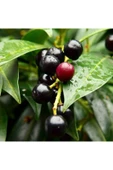 Muka Botanik 10 Adet Siyah Kiraz Tohumu thumbnail 1