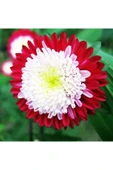 Muka Botanik 10 Adet Aster Pompon Winter Cherry Red Tohumu thumbnail 1
