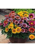 Muka Botanik 5 Adet 5 Renk Gazania Çiçeği Tohumu thumbnail 1