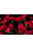 Muka Botanik 10 Adet Carnation Red Tohumu thumbnail 2