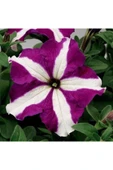 Muka Botanik 10 Adet Natural Trailing Petunia Purple Star Tohumu thumbnail 4