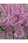 Muka Botanik 10 Adet Statice Seeds - Pink Limonium Tohumu thumbnail 5