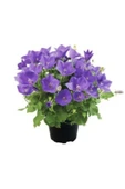 Muka Botanik Mor Campanula Çiçeği Tohumu Ekim Seti thumbnail 2