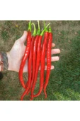 Muka Botanik Uzun Kırmızı Acı Biber Tohumu Ekim Seti thumbnail 3
