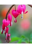 Muka Botanik 5 Adet Pink Bleeding Heart Tohumu thumbnail 1
