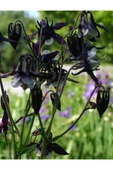 Muka Botanik 5 Adet Deep Purple Columbine, William Guinness Tohumu thumbnail 2