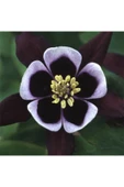 Muka Botanik 5 Adet Deep Purple Columbine, William Guinness Tohumu thumbnail 3