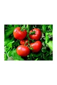 Muka Botanik Agrobazaar Tarla Domatesi Tohumu 50+ Adet Tohum thumbnail 1