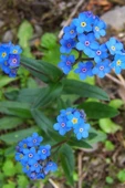 Muka Botanik Mavi Unutma Beni Çiçeği Tohumu / 20 Adet Tohum thumbnail 3