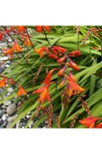 Muka Botanik 10 Adet Organic Crocosmia Lucifer Tohumu thumbnail 1
