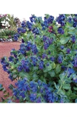 Muka Botanik 10 Adet Cerinthe Major, Pride Of Gibraltar, Honeywort Tohumu thumbnail 3