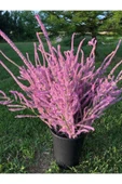 Muka Botanik 10 Adet Statice Seeds - Pink Limonium Tohumu thumbnail 1