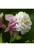 Muka Botanik 5 Adet Pink Petticoat Columbine Tohumu thumbnail 2
