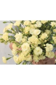 Muka Botanik 10 Adet Heirloom Vintage Cream Yellow Carnation Tohumu thumbnail 1