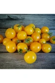 Muka Botanik 20 Adet Yellow Canary Micro Dwarf Domates Tohumu thumbnail 2