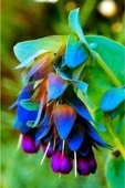 Muka Botanik 10 Adet Cerinthe Major, Pride Of Gibraltar, Honeywort Tohumu thumbnail 1