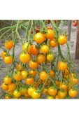 Muka Botanik 20 Adet Golden Cherry Domates Tohumu thumbnail 3