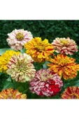 Muka Botanik Karışık Renkli Lekeli Zinnia Çiçeği Tohumu thumbnail 2