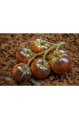 Muka Botanik 20 Adet Chestnut Chocolate Domates Tohumu thumbnail 1