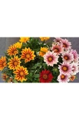 Muka Botanik 10 Adet White Gazania Tohumu thumbnail 2