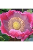 Muka Botanik 5 Adet Giganthemum Poppy Tohumu thumbnail 2