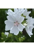 Muka Botanik 5 Adet Hollyhock (malva Moschata White) Tohumu thumbnail 2