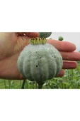 Muka Botanik 5 Adet Giganthemum Poppy Tohumu thumbnail 4