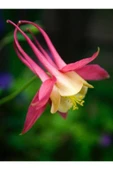 Muka Botanik 5 Adet Native Wild Columbine Tohumu thumbnail 1