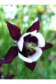 Muka Botanik 5 Adet Deep Purple Columbine, William Guinness Tohumu thumbnail 5