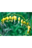 Muka Botanik Ithal Sarı Dicentra Çiçeği Tohumu Ekim Seti thumbnail 2