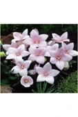 Muka Botanik 5 Adet Josam Pink Platycodon Tohumu thumbnail 1