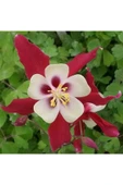Muka Botanik 5 Adet Crimson Star Columbine Tohumu thumbnail 6