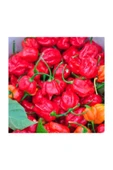 Muka Botanik Ithal Nadir Çok Acı Trinidat Scorpion Biber Tohumu 10 Adet Tohum Dünyanın En Acı Akrep Biberi thumbnail 4