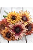 Muka Botanik 10 Adet Sahara Rubeckia Mix Tohumu thumbnail 3
