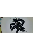 Muka Botanik 20 Adet Black Jalapeno Biber Tohumu thumbnail 2