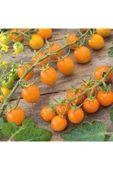 Muka Botanik 20 Adet Sun Gold Cherry Domates Tohumu thumbnail 5