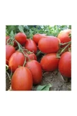Muka Botanik Kurutmalık Salçalık Bursa Domatesi Tohumu 50 Adet Bursa Domates Tohumu thumbnail 3