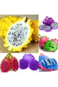 Muka Botanik 9 Adet 9 Renk Tropikal Dragon Fruit (pitaya) Meyvesi Tohumu thumbnail 2