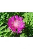 Muka Botanik 10 Adet Natural Centaurea Royal Pink Tohumu thumbnail 2