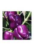 Muka Botanik Ithal Nadir Mor Dolmalık Biber Tohumu 5 Adet Tohum thumbnail 2
