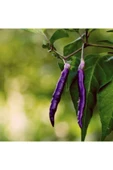 Muka Botanik 20 Adet Organic Purple Cayenne Biber Tohumu thumbnail 5