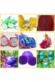 Muka Botanik 9 Adet 9 Renk Tropikal Dragon Fruit (pitaya) Meyvesi Tohumu thumbnail 1