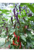 Muka Botanik 20 Adet Organic Purple Cayenne Biber Tohumu thumbnail 3