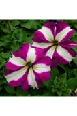 Muka Botanik 10 Adet Natural Trailing Petunia Purple Star Tohumu thumbnail 2